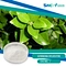 In addition to its blood sugar-lowering properties, Gymnema Sylvestre Extract has also been shown to have antioxidant and anti-inflammatory effects, which can help to protect against cellular damage and support overall health.